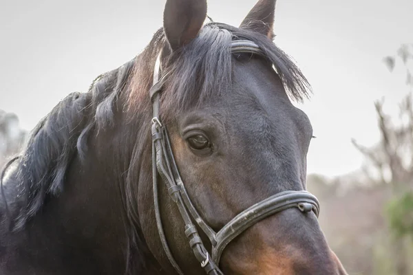 Uma Visão Cavalo Corrida Preparando Para Uma Corrida — Fotografia de Stock