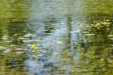 Green leaves of water lilies and yellow flowers on the water surface of the pond.