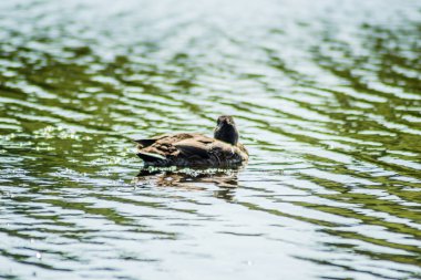 Vahşi ördekler gölün sularında yüzerler..