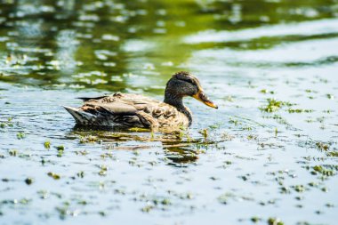 Vahşi ördek gölün sularında yüzer..