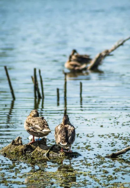 Vahşi Ördekler Gölün Sularında Yüzerler — Stok fotoğraf