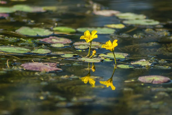 Green Leaves Water Lilies Yellow Flowers Water Surface Pond — Foto de Stock