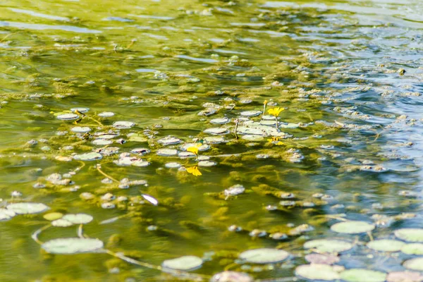 Feuilles Vertes Nénuphars Fleurs Jaunes Surface Étang — Photo