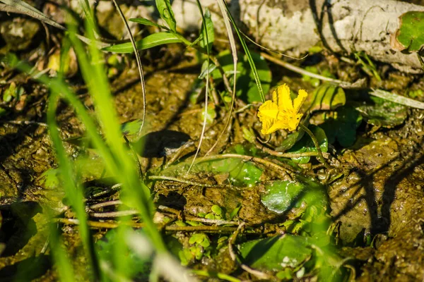 池塘水面上的绿叶 百合花和黄花 — 图库照片