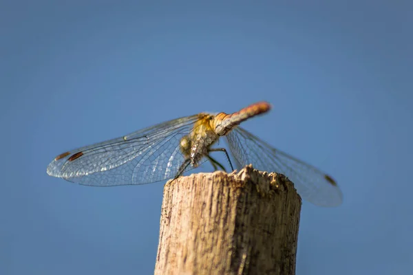 Drakenvlieg Die Zich Vastklampt Aan Een Tak Libelle Hun Natuurlijke — Stockfoto