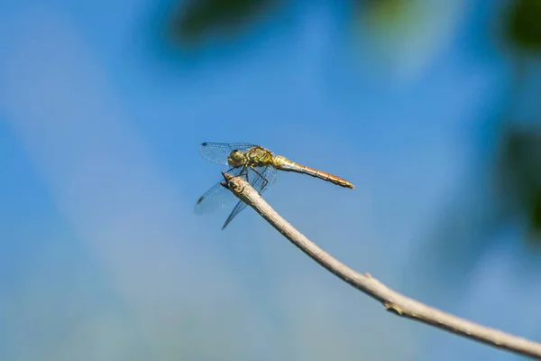 Libélula Aferrada Una Rama Libélula Entorno Natural — Foto de Stock