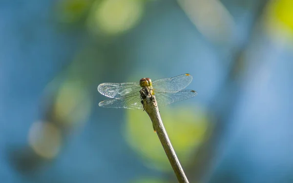 Libellule Accroche Une Branche Libellule Dans Leur Environnement Naturel — Photo