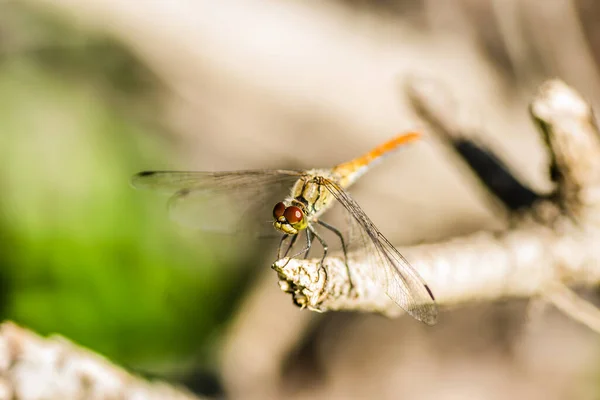 Vážka Visící Větvi Vážka Jejich Přirozeném Prostředí — Stock fotografie