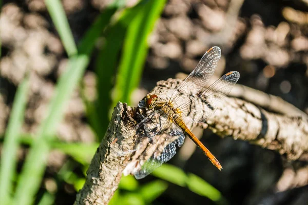 Dragonfly Klamrar Sig Fast Vid Gren Trollslända Sin Naturliga Miljö — Stockfoto