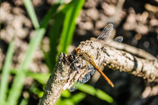 Dragonfly Clinging Branch Dragonfly Natural Environment — Stock Photo, Image