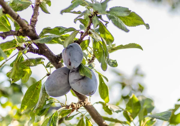 Früchte Reife Pflaumen Auf Ästen Eines Baumes — Stockfoto