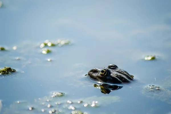 Green Frog Swamp Water Its Natural Environment — Fotografia de Stock