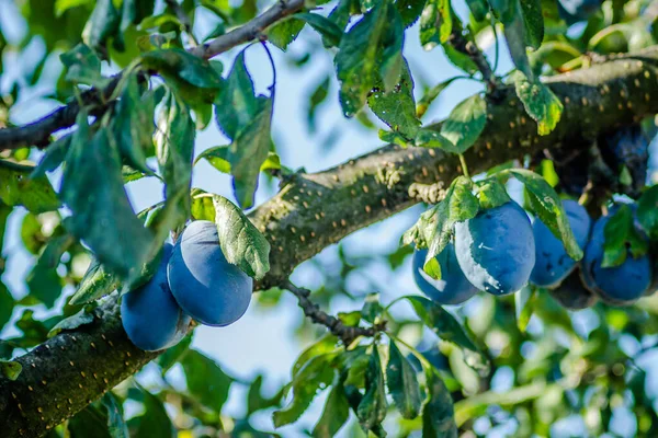 Früchte Reife Pflaumen Auf Ästen Eines Baumes — Stockfoto