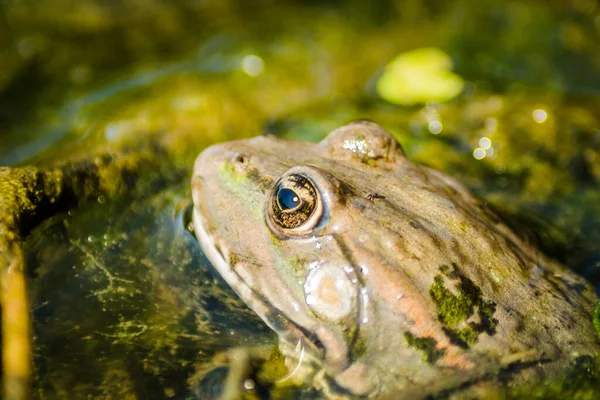 Een Groene Kikker Moeraswater Zijn Natuurlijke Omgeving — Stockfoto