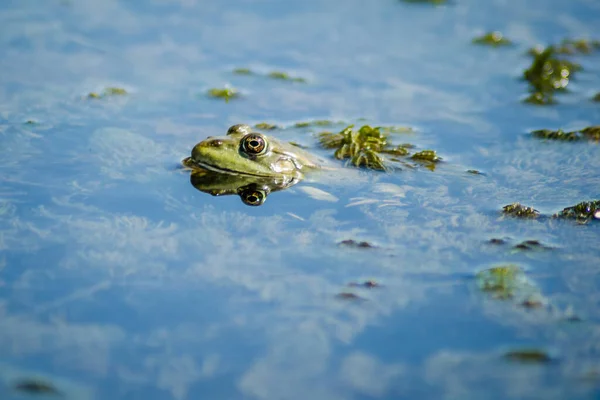 Ένας Πράσινος Βάτραχος Στο Νερό Του Βάλτου Στο Φυσικό Του — Φωτογραφία Αρχείου