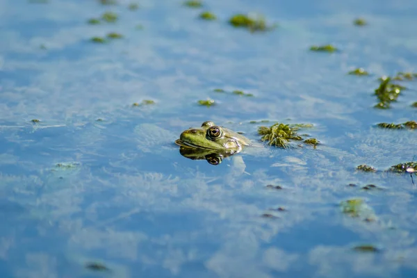 A green frog in swamp water in its natural environment.