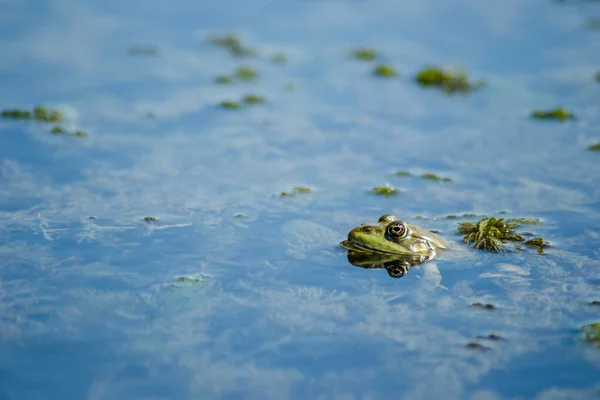 A green frog in swamp water in its natural environment.