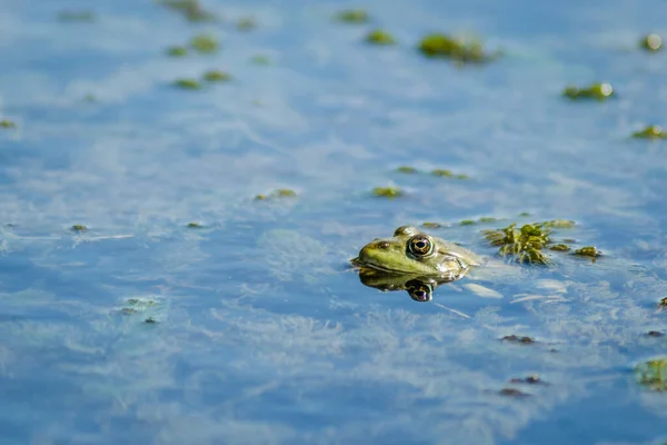 Ένας Πράσινος Βάτραχος Στο Νερό Του Βάλτου Στο Φυσικό Του — Φωτογραφία Αρχείου