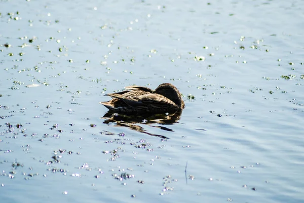 Canards Sauvages Nagent Sur Eau Lac — Photo
