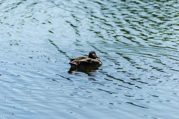 野生のアヒルは湖の水の上で泳ぐ — ストック写真