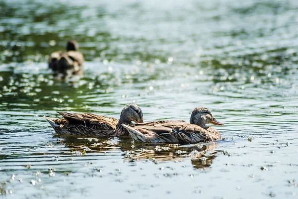 Canards Sauvages Nagent Sur Eau Lac — Photo