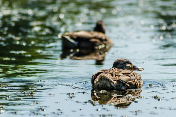 Wild Ducks Swim Water Lake — Stock Photo, Image