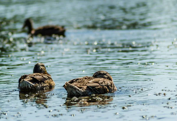 Дикие Утки Плавают Воде Озера — стоковое фото