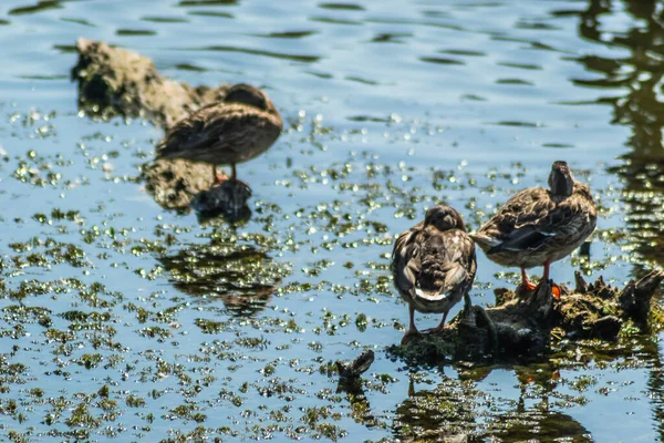 Divoké Kachny Opalují Větvích Které Vyčnívají Jezírka — Stock fotografie