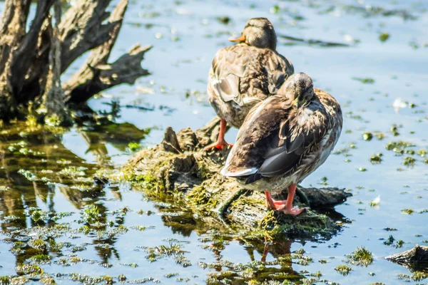 Divoké Kachny Opalují Větvích Které Vyčnívají Jezírka — Stock fotografie