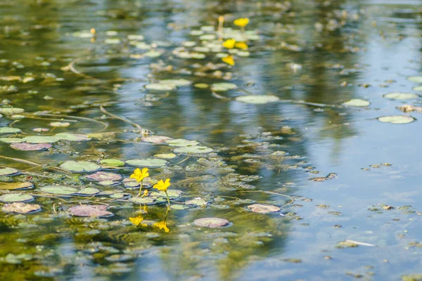 Green Leaves Water Lilies Yellow Flowers Water Surface Pond Fotos de stock libres de derechos
