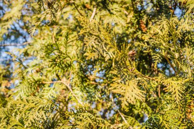 Thuja bataryalarının doğal yeşilliğinin parlak sarı-yeşil dokusuna yakın çekim..