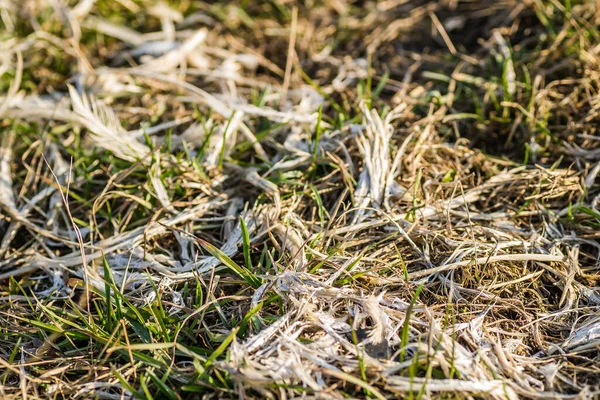 Peeled Chicken Feathers Scattered Grassy Surface — Stock Fotó