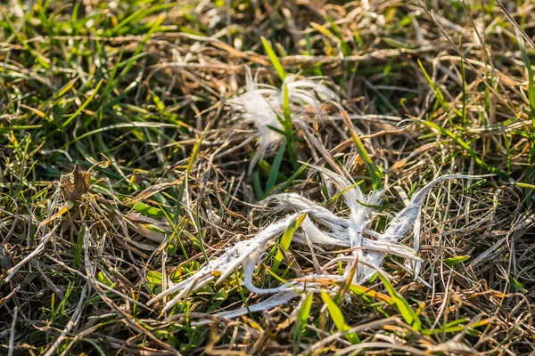 散落在青草表面的剥皮鸡毛 — 图库照片