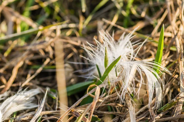 Peeled Chicken Feathers Scattered Grassy Surface — 스톡 사진
