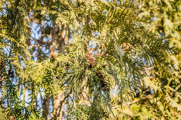 Close Bright Yellow Green Texture Natural Greenery Needles Thuja Occidentalis — Stock Photo, Image