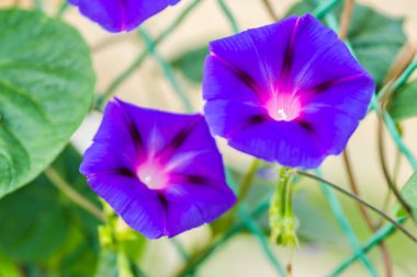 Blossoming purple petunia flowers on green background. clipart