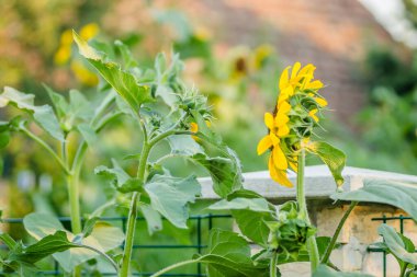 Olgunlaşmamış, yeşil bir kafanın ve yaz tarlasında açan parlak ayçiçeğinin yakın çekimi..