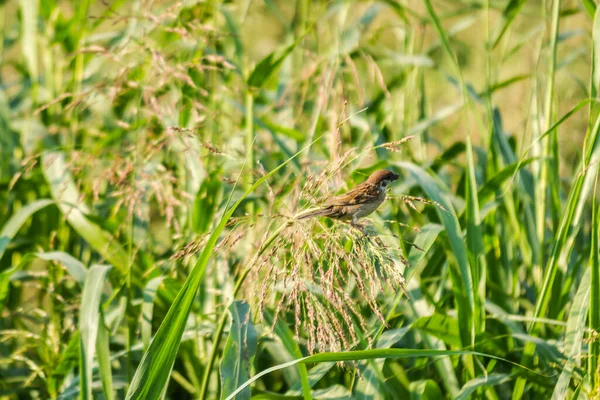 Sparrow Tall Green Stalks Grass Meadow — Zdjęcie stockowe