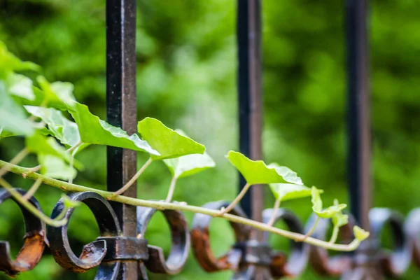 Wild ivy on a wrought iron decorative fence.