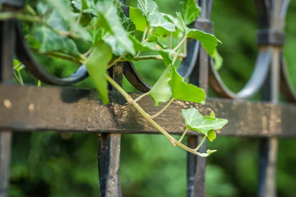 Wild Ivy Wrought Iron Decorative Fence — ストック写真