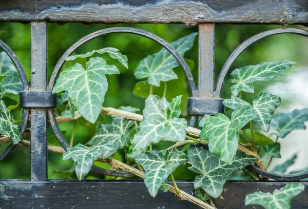 Wild Ivy Wrought Iron Decorative Fence —  Fotos de Stock