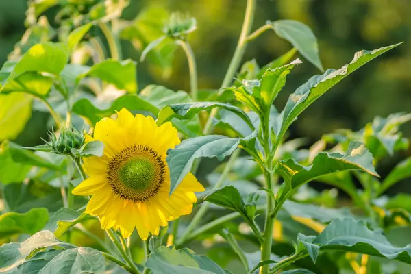 Nahaufnahme Eines Unreifen Grünen Kopfes Und Einer Hell Blühenden Sonnenblume — Stockfoto