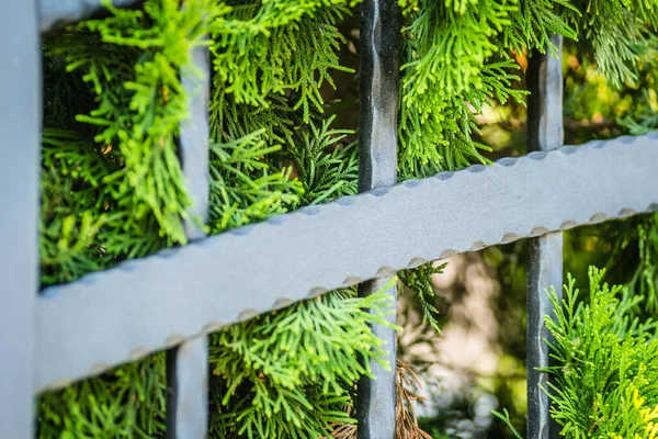 Green Leaves Evergreen Plant Thuja Wrought Iron Fence — стоковое фото