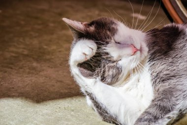 Güneş tarafından aydınlatılmış gri ve beyaz bir kedinin portresi.