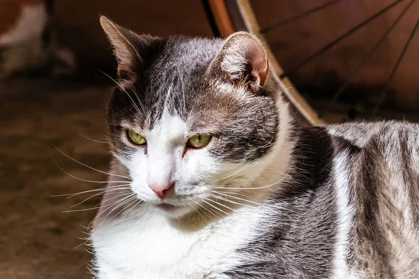 Portrait Gray White Cat Illuminated Sun — Stok fotoğraf