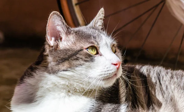 Portrait Gray White Cat Illuminated Sun — Stok fotoğraf