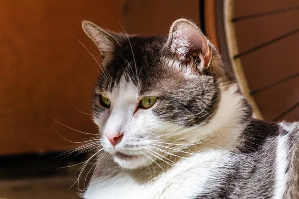 Portrait Gray White Cat Illuminated Sun — Stockfoto