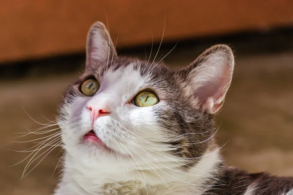 Portrait Gray White Cat Illuminated Sun — Stok fotoğraf