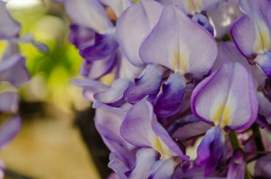 İlkbaharda parlak çiçekler, arka plan.