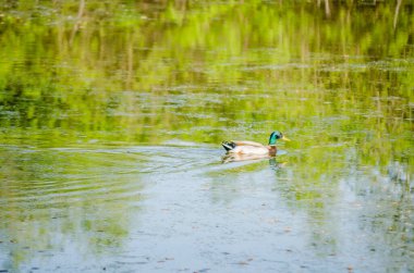 Doğal ortamlarında vahşi ördekler. Kanal boyunca sudaki vahşi ördek..